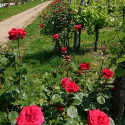 Friuli Collinare Wine Region - Maniago