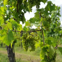 Friuli Collinare Wine Region - Maniago