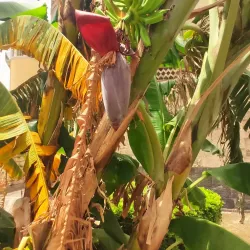 Santissima Annunziata dei Catalani - Messina