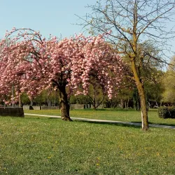 Parco Albanese - Mestre