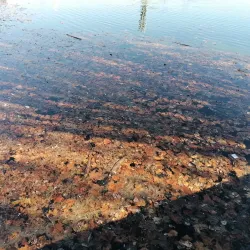 Parco Albanese - Mestre