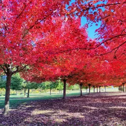 Parco San Giuliano - Mestre