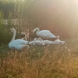 Parco San Giuliano - Mestre