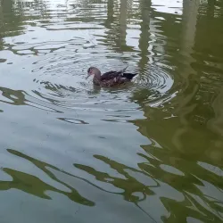 Parco Albanese - Mirano