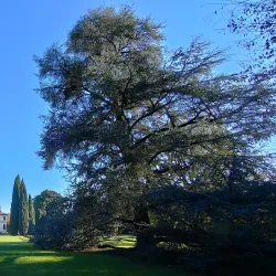 Villa Morosini - Mirano