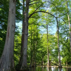 Villa Widmann-Foscari - Mirano