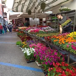 Mercato Settimanale di Mogliano - Mogliano