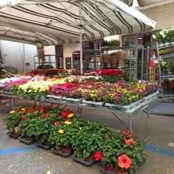 Mercato Settimanale di Mogliano - Mogliano