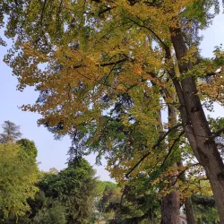 Parco di Villa Concina - Mogliano