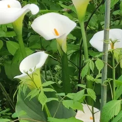 Parco di Villa Concina - Mogliano