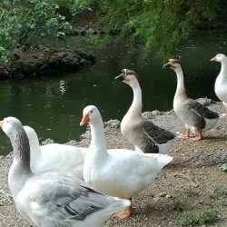 Villa Reale Gardens - Monza