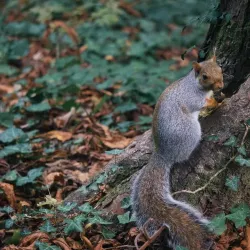 Villa Reale Gardens - Monza
