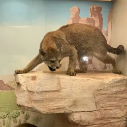 Museo di Storia Naturale Faraggiana Ferrandi - Novara