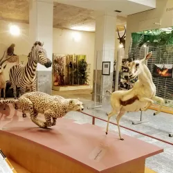 Museo di Storia Naturale Faraggiana Ferrandi - Novara