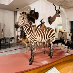 Museo di Storia Naturale Faraggiana Ferrandi - Novara