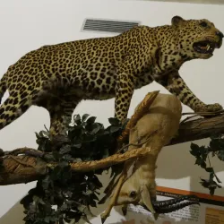 Museo di Storia Naturale Faraggiana Ferrandi - Novara