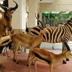 Museo di Storia Naturale Faraggiana Ferrandi - Novara