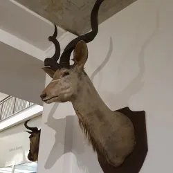 Museo di Storia Naturale Faraggiana Ferrandi - Novara
