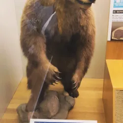 Museo di Storia Naturale Faraggiana Ferrandi - Novara