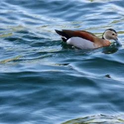 Lungolago di Omegna - Omegna