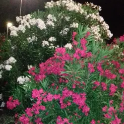 Lungomare Duilio - Ostia