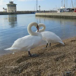 Porto di Roma - Ostia