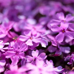 Botanical Garden of Padua (Orto Botanico di Padova) - Padova