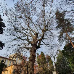 Botanical Garden of Padua (Orto Botanico di Padova) - Padova