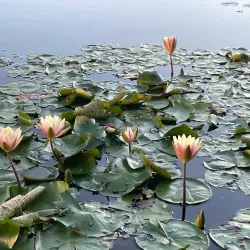 Botanical Garden of Padua (Orto Botanico di Padova) - Padova