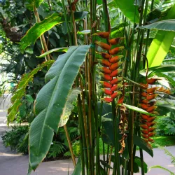 Botanical Garden of Padua (Orto Botanico di Padova) - Padova