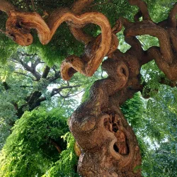 Pavia Botanical Garden (Orto Botanico di Pavia) - Pavia