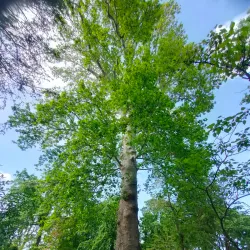 Pavia Botanical Garden (Orto Botanico di Pavia) - Pavia