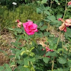 Pavia Botanical Garden (Orto Botanico di Pavia) - Pavia