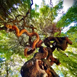 Pavia Botanical Garden (Orto Botanico di Pavia) - Pavia