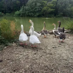 Riserva Naturale Pineta Dannunziana - Pescara