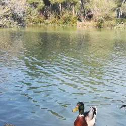 Riserva Naturale Pineta Dannunziana - Pescara