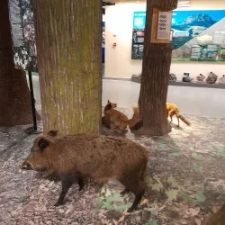 Museo Civico di Storia Naturale - Piacenza