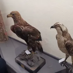 Museo Civico di Storia Naturale - Piacenza