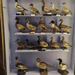 Museo Civico di Storia Naturale - Piacenza