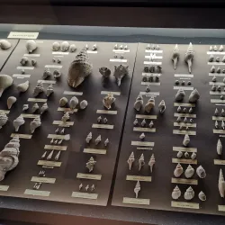 Museo Civico di Storia Naturale - Piacenza