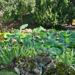 Botanical Garden of Pisa (Orto Botanico di Pisa) - Pisa