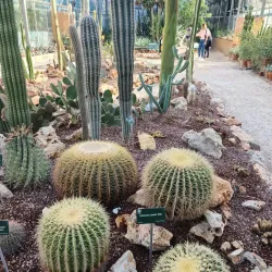 Botanical Garden of Pisa (Orto Botanico di Pisa) - Pisa