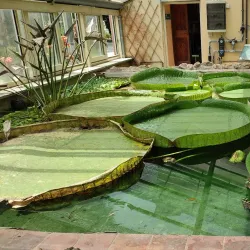 Botanical Garden of Pisa (Orto Botanico di Pisa) - Pisa