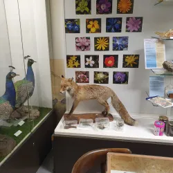 Museo Civico di Pisogne - Pisogne