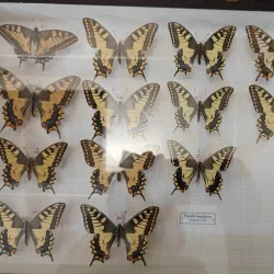 Museo Civico di Pisogne - Pisogne