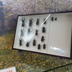 Museo Civico di Pisogne - Pisogne