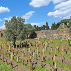 Garden of the Fugitives - Pompeii