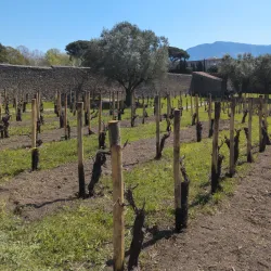 Pompeii Amphitheater - Pompeii
