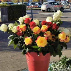 Mercato di Pontedera - Pontedera