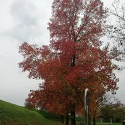 Villa Pacchiani - Pontedera